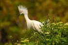 USA-Florida-Anastasia Island snowy egret in breeding plumage Art Print
